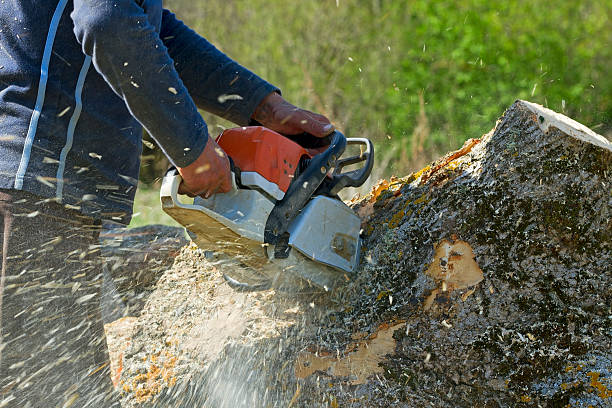 Best Tree Preservation Services  in Welby, CO